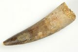 Fossil Spinosaurus Tooth - Real Dinosaur Tooth #204476-1
